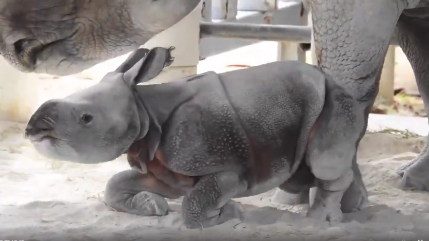 Video: Tê giác con chập chững tập những bước đi đầu tiên